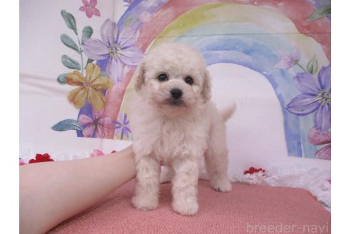 販売中の鳥取県のミックス犬-388169の2枚目